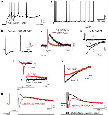 The Molecular Basis for the Calcium-Dependent Slow Afterhyperpolarization in CA1 Hippocampal Pyramidal Neurons